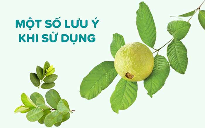 Lá ổi chữa tiểu đường 4