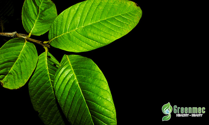 Lá ổi giúp trị gan nhiễm mỡ