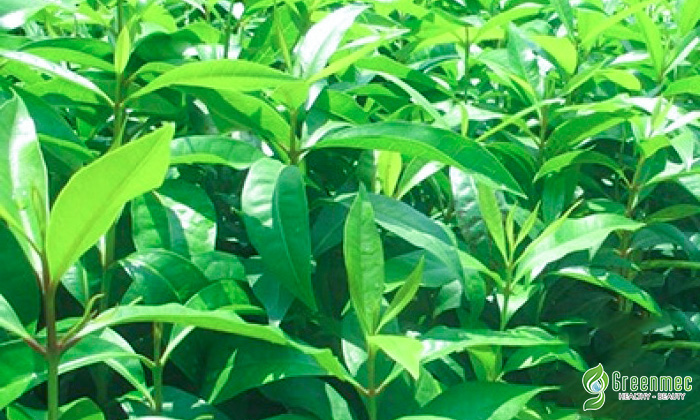 Lá vối giúp chữa bệnh gan nhiễm mở