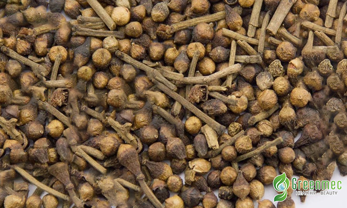 Nọ vối sấy khô giúp chữa bệnh gan nhiễm mỡ