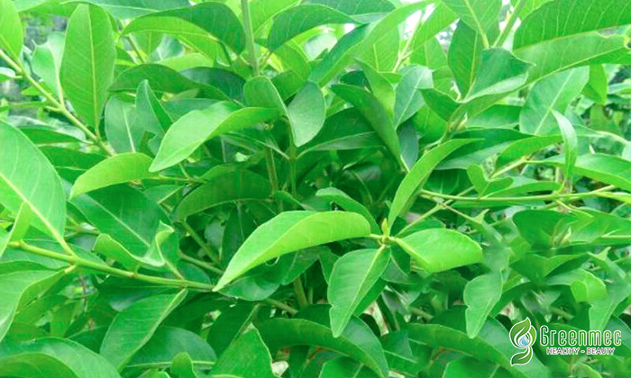 Lá vối giúp chữa bệnh gan nhiễm mỡ