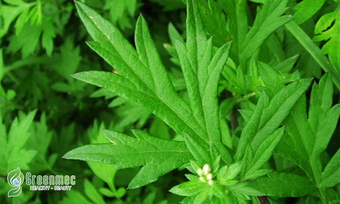 5 cách sử dụng ngải cứu