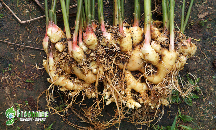 Chữa đau khớp bằng gừng