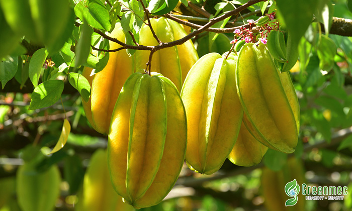 Chữa đau khớp bằng quả Khế