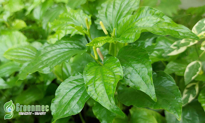 Chữa đau khớp bằng lá lốt