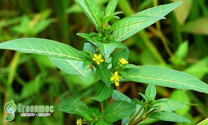 Cây rau mương trị đau khớp