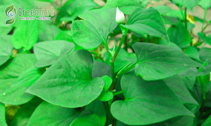 Rau diếp cá giúp trị nám