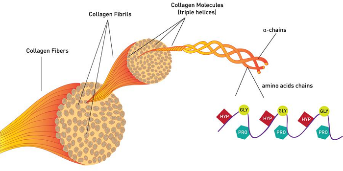 collagen Peptiplus