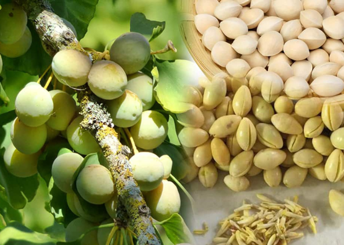 bạch quả có công dụng gì