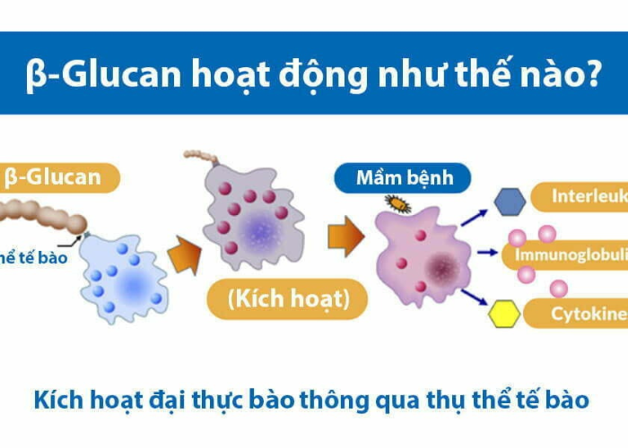 tăng đề kháng beta glucan