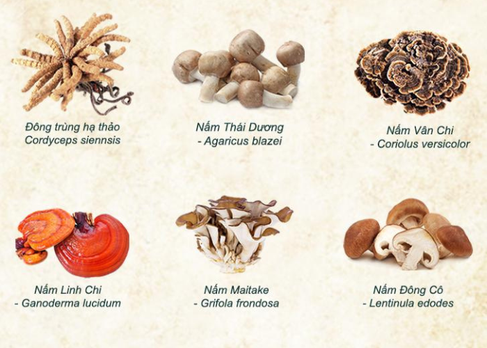 tăng đề kháng beta glucan