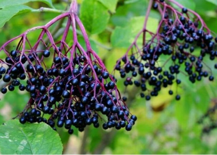 tăng đề kháng quả cơm cháy