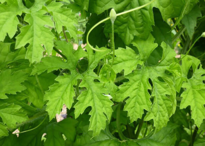 những cây thuốc nam chữa bệnh gan nhiễm mỡ