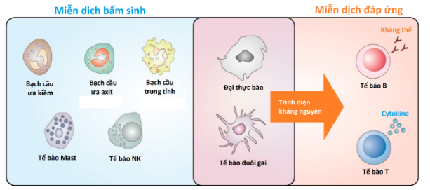 IV. Vai Trò của Miễn Dịch Bẩm Sinh Đối Với Sức Khỏe Con Người